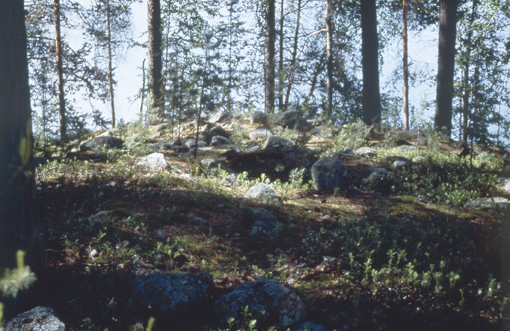 Kuva: Kuopion Kuusikkolahdenniemen tutkittu lapinraunio Helena Taskinen 1998