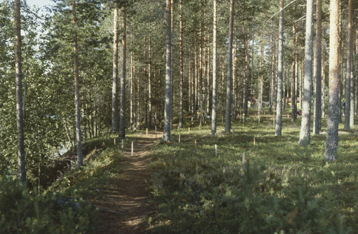 Kuva: Yleiskuva Naarajaärven asuinpaikalle. Timo Jussila 1983
