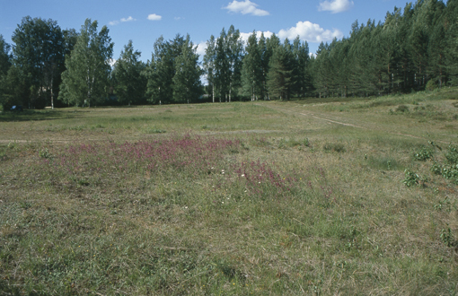 Kuva: Tuukkalan kalmistoaluetta. Helena Taskinen 2002