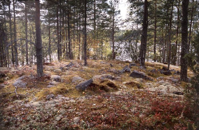 Kuva: Kalliolahden lapinraunio. Taustalla näkyy Orivesi. Petro Pesonen 1996