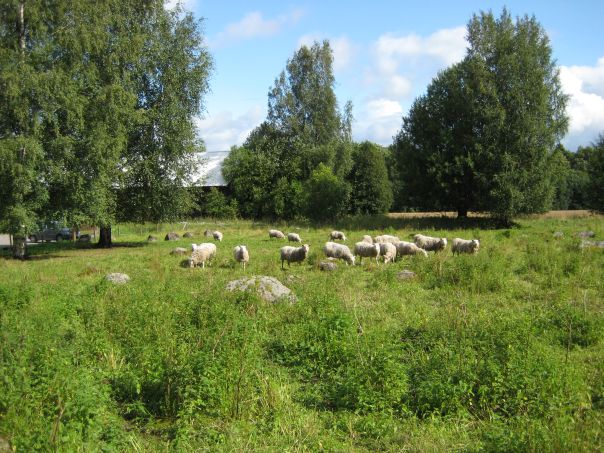 Kuva: Lampaat laiduntavat Harolan torpan paikalla. Leena Koivisto 2008