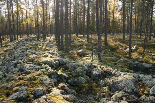 Kuva: Jätinkirkon itäreunan vallia, kuvattu pohjoisesta. Sami Viljanmaa 1.10.2009