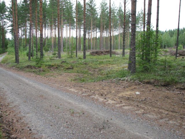Kuva: Osittain vahingoittunut asumuspainanne nro 10 metsätien vieressä Päivi Kankkunen 13.7.2011