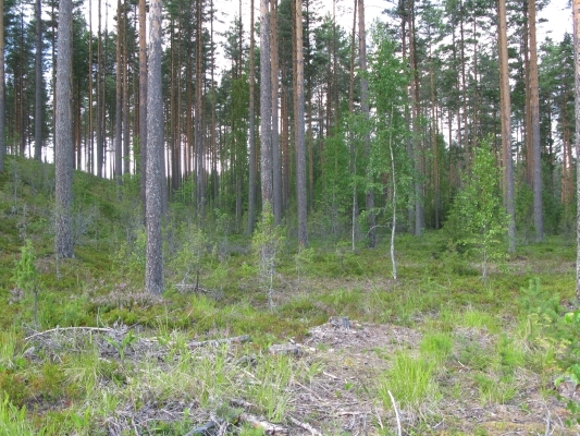 Kuva: Paaslahden asuinpaikka-aluetta. Kuvattu etelästä. Tanja Tenhunen 18.7.2011