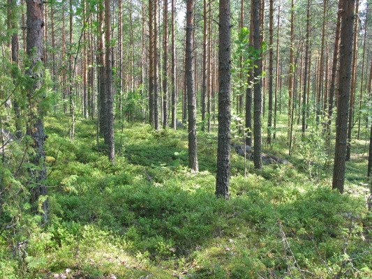 Kuva: Martinniemen asuinpaikka-aluetta kuvattuna lännestä. Tanja Tenhunen 19.7.2011