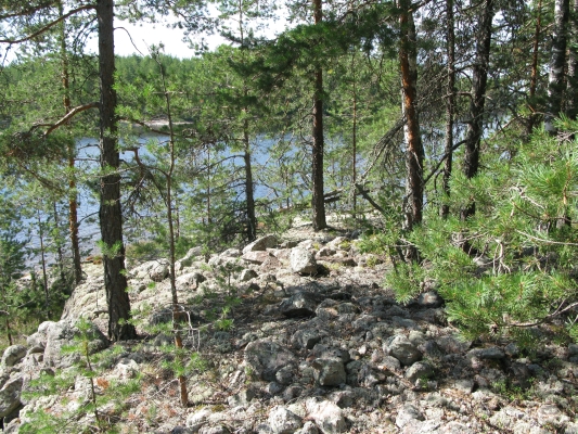 Kuva: Lapinraunio kuvattuna idästä. Tanja Tenhunen 2011