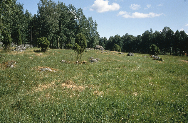 Kuva: Päivääniemen kalmistoaluetta hoidetaan laiduntamalla. Helena Taskinen 1993