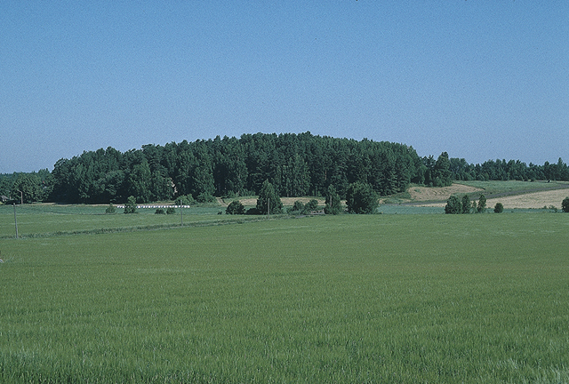 Kuva: Osa alueen lähes 400 hautaröykkiöstä sijaitsee Hiidenmäellä. Päivi Kankkunen 2005