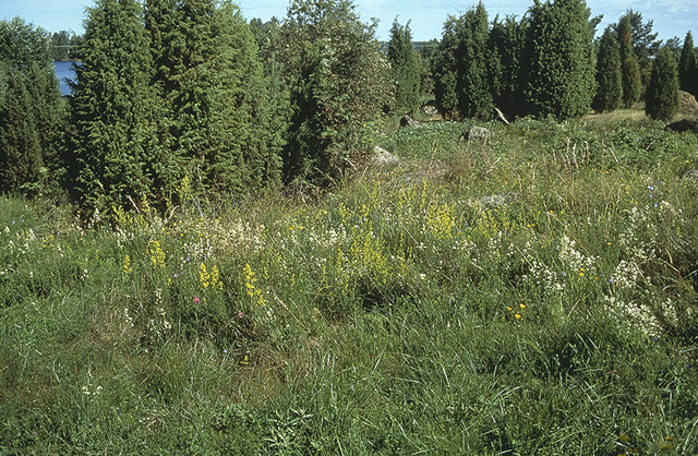 Kuva: Kaukolan kalmistoalueen maisemaa. Helena Taskinen 1998