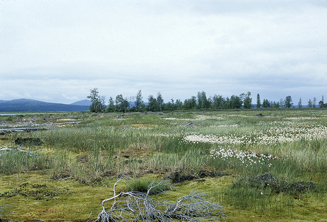 Kuva: Juikentän asuinpaikka-alue puuston kohdalla, moreeniharjanteella. Jarmo Kankaanpää 1986