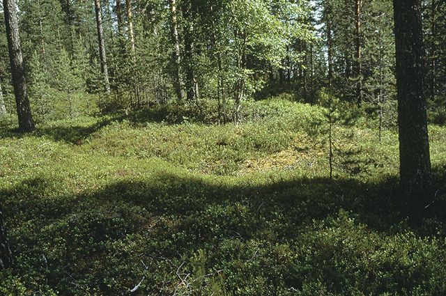 Kuva:  Helena Taskinen 1998