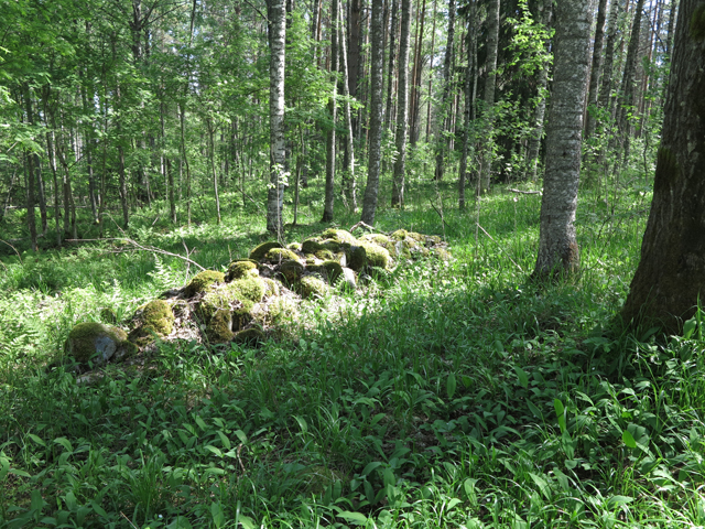 Kuva: Huuhtniemi on jo 1500-luvulta tunnettu heinäveteläisten kaukokaski. 300 x 200 m alueella runsaasti erimallisia kaskiraunioita ja kiviaitoja. Teemu Mökkönen 7.6.2019