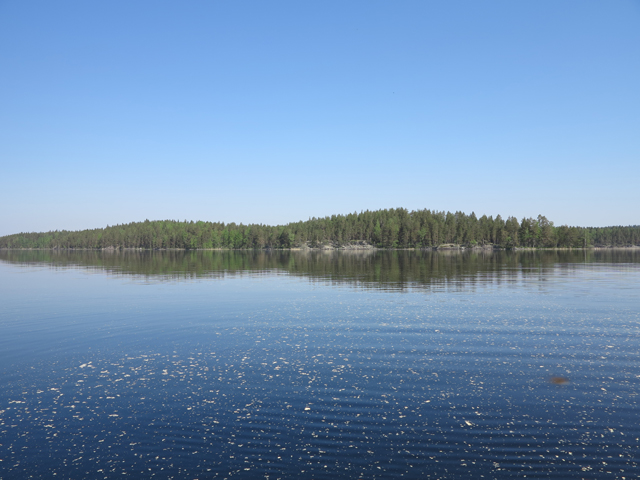 Kuva: Hoikansaaren lapinraunio sijaitsee saaressa Kermajärven luonnonsuojelualueella. Lapinraunio löytyy kuvassa keskellä näkyvän rantakallion laelta. Teemu Mökkönen 7.6.2019