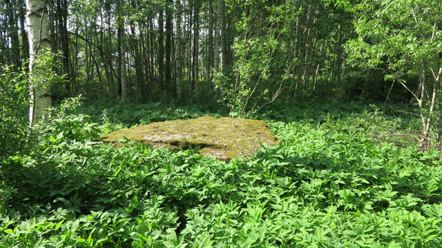 Kuva: Hattukallion kuppikivi sijaitsee metsittyvällä entisellä maatalousalueella. Teemu Mökkönen 6.6.2019
