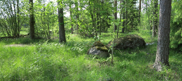 Kuva: Karkiapellon kuppikivi sijaitsee pellon vierellä maatalousmaisemassa. Kupit ovat isommassa kivessä. Teemu Mökkönen 6.6.2019