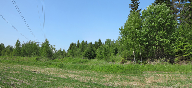 Kuva: Kivikaudelta rautakaudelle käytetty asuinpaikka Kylmäniemi a sijaitsee peltoon rajautuvassa metsikössä (kuvassa oikealla). Teemu Mökkönen 6.6.2019