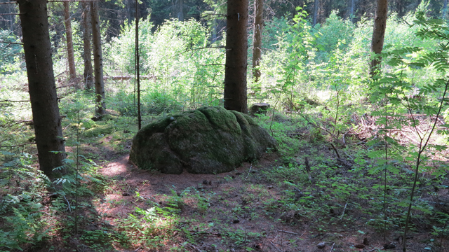 Kuva: Valkkilan kuppikivi sijaitsee nykyisin kuusimetsässä. Teemu Mökkönen 6.6.2019