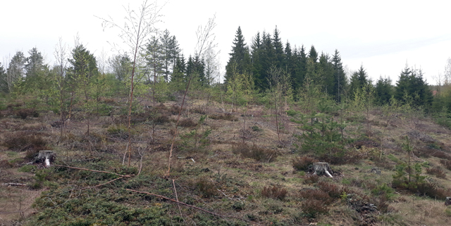 Kuva: Hiiriharjunmäen varhaiskampakeraaminen asuinpaikka sijaitsee kapealla harjumuodostumalla. Teemu Mökkönen 13.5.2019