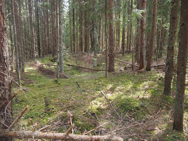 Kuva: Kananiemenharju 2 sijaitsee tiheässä kuusivaltaisessa metsässä. Kuvassa yksi kohteen 14:sta isokokoisesta asumuspainanteesta. Alueella on pienialainen hiekkakuoppa, josta tavatut löydöt ajoittuvat kiviakudelle, tyypillisen kampakeramiikan aikaan. Teemu Mökkönen 15.5.2019