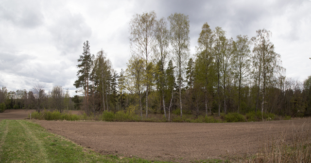 Ruotsulan redutti pellon reunassa, metsikössä, kuvattu idästä Helena Ranta 7.5.2019