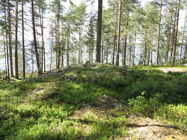 Kuva: Kemilän tyylikkäästi sammaloitunut lapinraunio sijaitsee näköalapaikalla niemen kärjessä kalliopohjalla. Teemu Mökkönen 18.6.2019