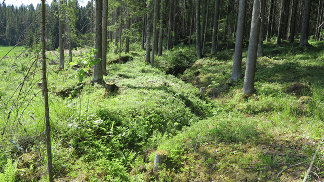 Kuva: Toivola Hanhimäen ensimmäisen maailmansodan alemmalla korkeustasolla sijaitseva juoksuhautakaivanto sijaitsee pellon vierellä metsässä. Teemu Mökkönen 20.6.2019