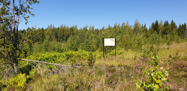 Kuva: Asuipaikka-alue noin seitsemän vuotta hakkuiden jälkeen etelästä Teija Tiitinen 24.7.2019