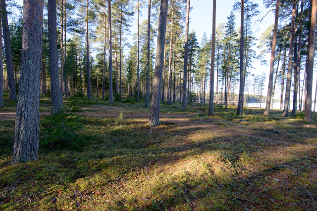 Kuva: Toijalanranta 1. Kivikautinen asuinpaikka mäntykankaalla. Kuva etelästä Vesa Laulumaa 2015