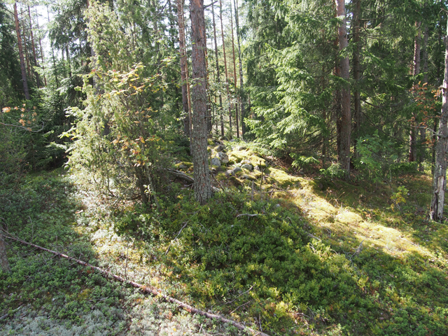 Kuva: Koillishöyterin pyöreä hautaröykkiö on nykyisin sammaloitunut voimakkaasti. Teemu Mökkönen 16.8.2019