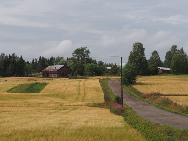 Kuva: Rauta-, keski- ja historiallisen ajan kylätontin löytöalue sijaitsee maatilan rakennusten eteläpuolella, loivapiirteisen peltoharjanteen päällä. Teemu Mökkönen 12.8.2019