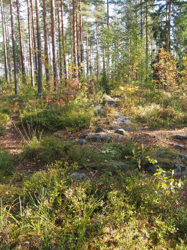 Kuva: Vallinperustuksen alue on vesakoitumassa umpeen ja sen päälle on kaatunut myös puita. Teemu Mökkönen 15.8.2019