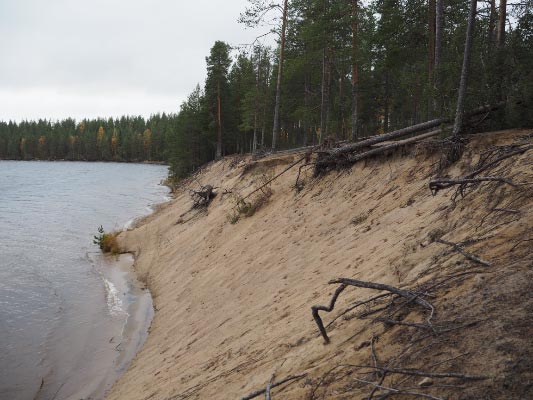 Kuva: Koppeloniemen asuinpaikan rantatörmä sortuu yhä veteen Hyrynjärven säännöstelyn aiheuttaman eroosion seurauksena. Teemu Mökkönen 1.10.2019