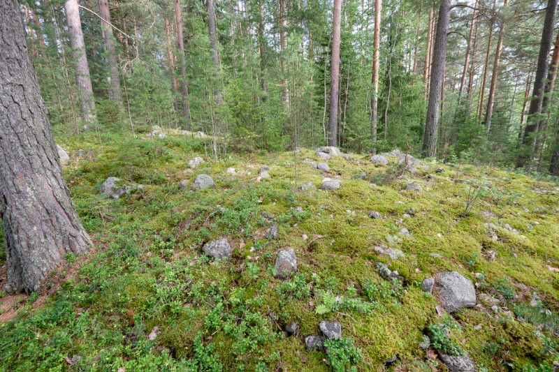 Kuva: Kuopio, Kuusikkolahdenniemi. Läntisin lapinraunio niemen kärjessä (kuvassa keskellä) on tutkittu kaivauksin 1970-luvulla. Takavasemmalla näkyy toinen kohteen yhteensä neljästä lapinrauniosta. Vesa Laulumaa 30.7.2015
