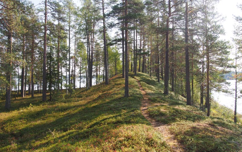 Kuva: Kalmoniemi. Kalmoniemen keskiosassa olevalla tasanteella sijaitsee pienialainen kivikautinen asuinpaikka. Teemu Mökkönen 29.8.2019