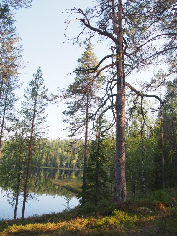 Kuva: Laavu. Laavun karsikkopuu sijaitsee järven rannalla, noin 300 metrin päässä Murtovaaran talomuseosta. Teemu Mökkönen 29.8.2019