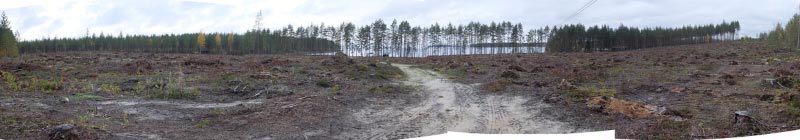 Kuva: Haasiinniemen kivikautinen asuinpaikka metsänkäsittelyssä muokattuna. Päivi Kankkunen 2016