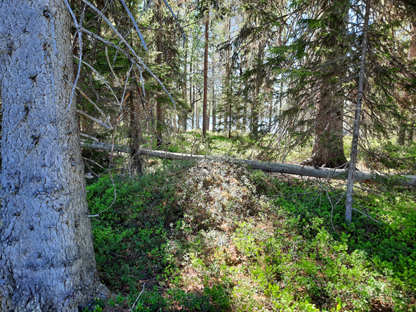 Kuva: Raunio 1 kuvattu etelään. Lapin maakuntamuseo CC BY 4.0. Jari-Matti Kuusela 17.6.2020