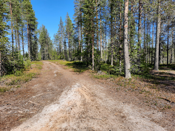 Kuva: Metsätieristeys kohteen eteläpäädyssä. Tien pinnassa runsaasti löytöjä. Kuvattu koilliseen. Lapin maakuntamuseo CC BY 4.0. Jari-Matti Kuusela 17.6.2020