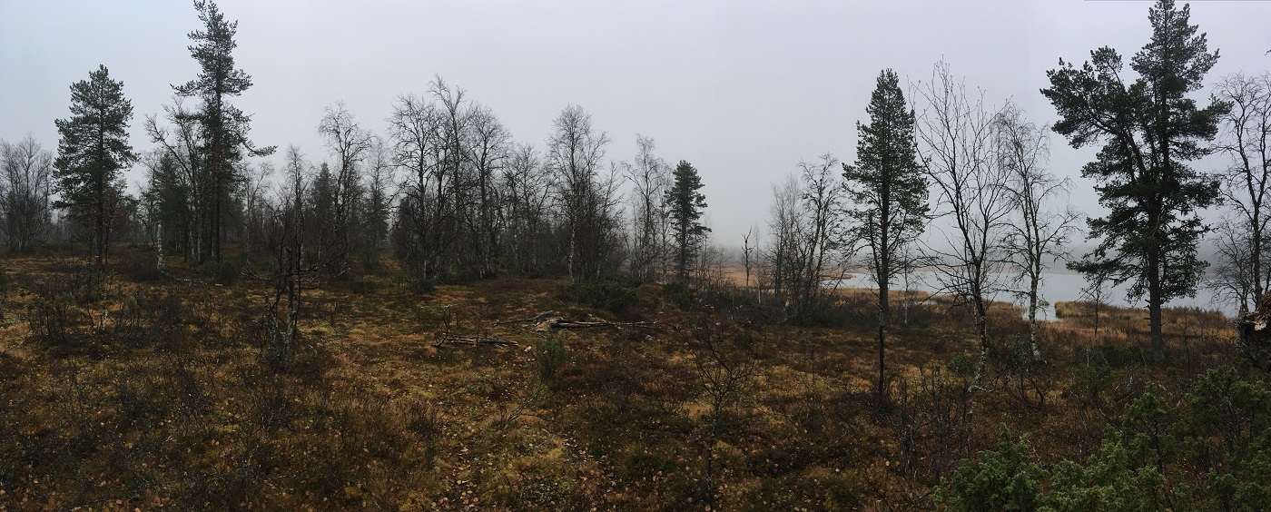 Kuva: Yleiskuva. Kammien jäännökset sijaitsevat koivumetsikössä järven rannalla. Oikealla Pyhäjärvi. Lännestä. Jouni Taivainen 28.9.2020