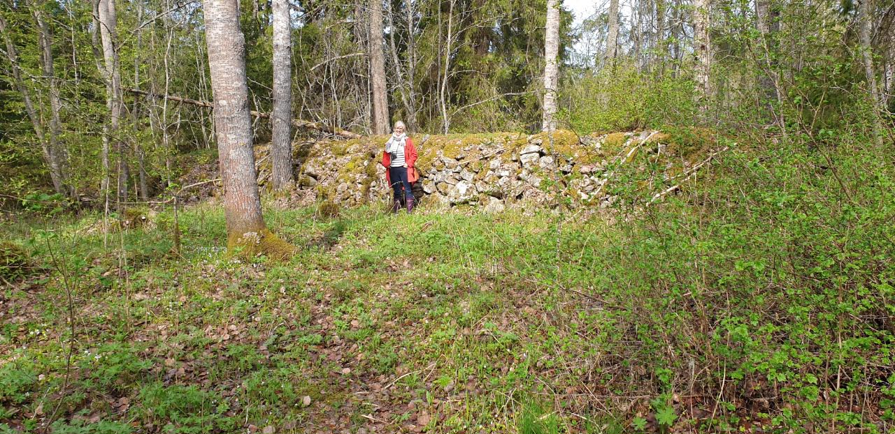 Kuva: Solvängenin karja-aitakokonaisuus. Itä-länsi suuntainen kivimuuri. Kaija Kiiveri-Hakkarainen kuvassa mittakaavana. Teija Tiitinen 25.5.2020
