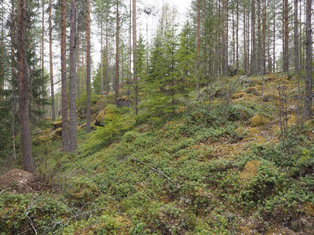 Kuva: Siikalatva, Kurkiniemensaari. Pienen kivikkoisen suosaarekkeen reunat ovat hyvin jyrkät. Saaren eteläreunaa kuvattuna kohti lounasta. Teemu Mökkönen 29.5.2020