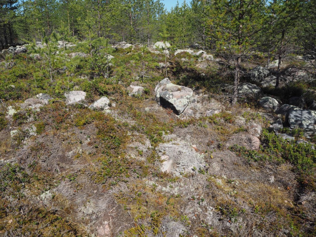 Kuva: Tyrnävä, Linnakangas. Jätinkirkon kaakkoispuolella kivirakenne, jonka keskellä on noin 50 cm syvä kuoppa, jota reunustaa matala, halkaisijaltaan 3 metrinen kivivalli. Kyseessä on mahdollisesti pieni kehäröykkiö. Kuvattuna kohti luodetta. Teemu Mökkönen 2.6.2020