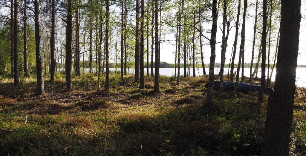 Kuva: Vaala, Nimisjärvi Niemelänniemi.  Asuinpaikka-aluetta järven rannassa. Aivan rannan tuntumassa sijainneet asuinpaikan ydinalueet ovat oletettavasti tuhoutuneet veden säännöstelyn myötä. Kuvattuna kohti lounasta. Teemu Mökkönen 1.6.2020