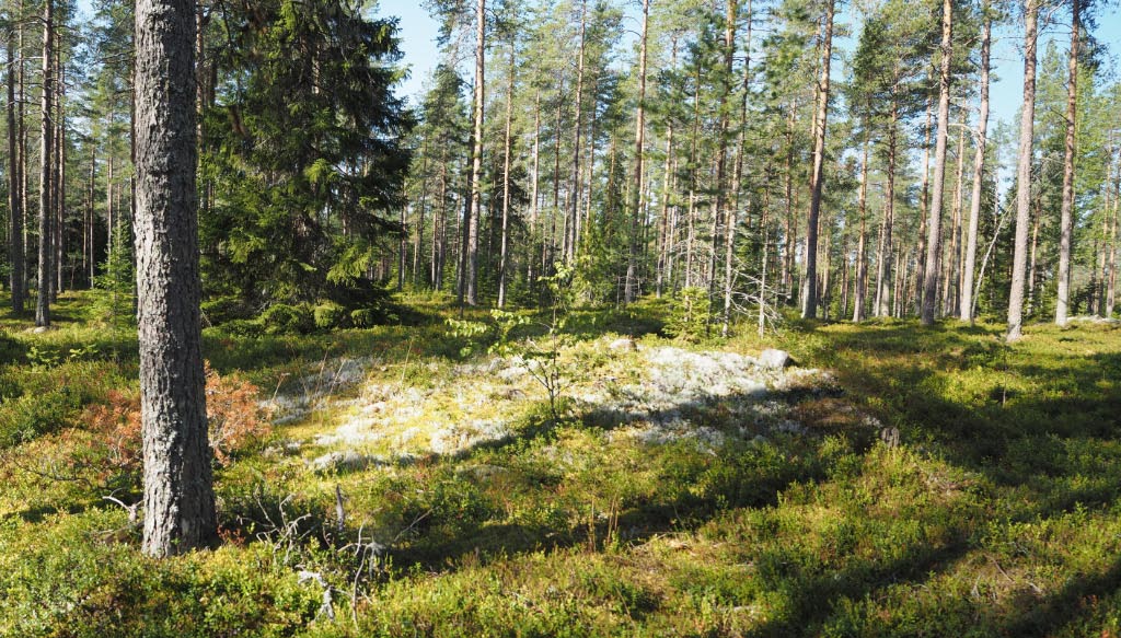 Oulu Kudelmakangas. Röykkiö 9 kuvattuna länteen. Kasvillisuuden täysin peittämä matala röykkiöt erottuvat jäkäläkasvuston avulla. Teemu Mökkönen 19.8.2020