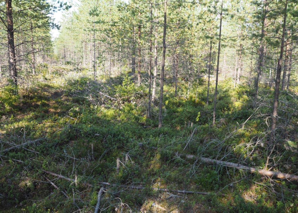 Kuva: Oulu Navettakangas itä. Isokokoisten, pitkien ja kapeiden asumuspainanteiden kohde on metsänkasvatuksellisesti taimikkovaiheessa, ja tällä hetkellä hankalasti hahmotettavissa. Kuvassa keskellä asumuspainanteen (sisäosa 4 x 16 m) päätyä. Kuvattuna kohti kaakkoa. Teemu Mökkönen 19.8.2020