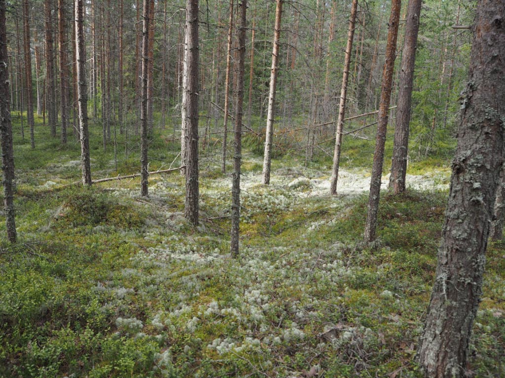 Kuva: Oulu Särkilmapi NW. Keittokuoppa laajan keittokuoppa-alueen itäosasta. Teemu Mökkönen 19.8.2020