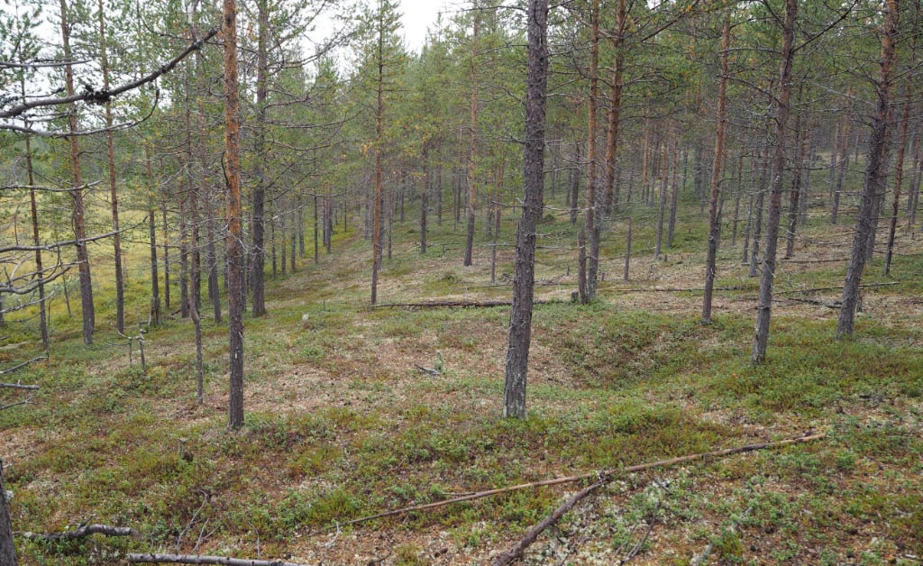 Kuva: Muonio, Juutilaisenjärvi. Pyyntikuoppa 3 kuvattuna pohjoiseen. Teemu Mökkönen 21.8.2020