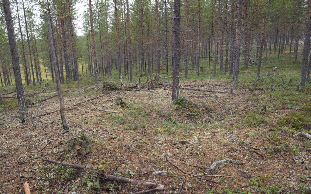 Kuva: Muonio, Juutilaisenjärvi. Pyyntikuoppa 4 kuvattuna pohjoiseen. Teemu Mökkönen 21.8.2020
