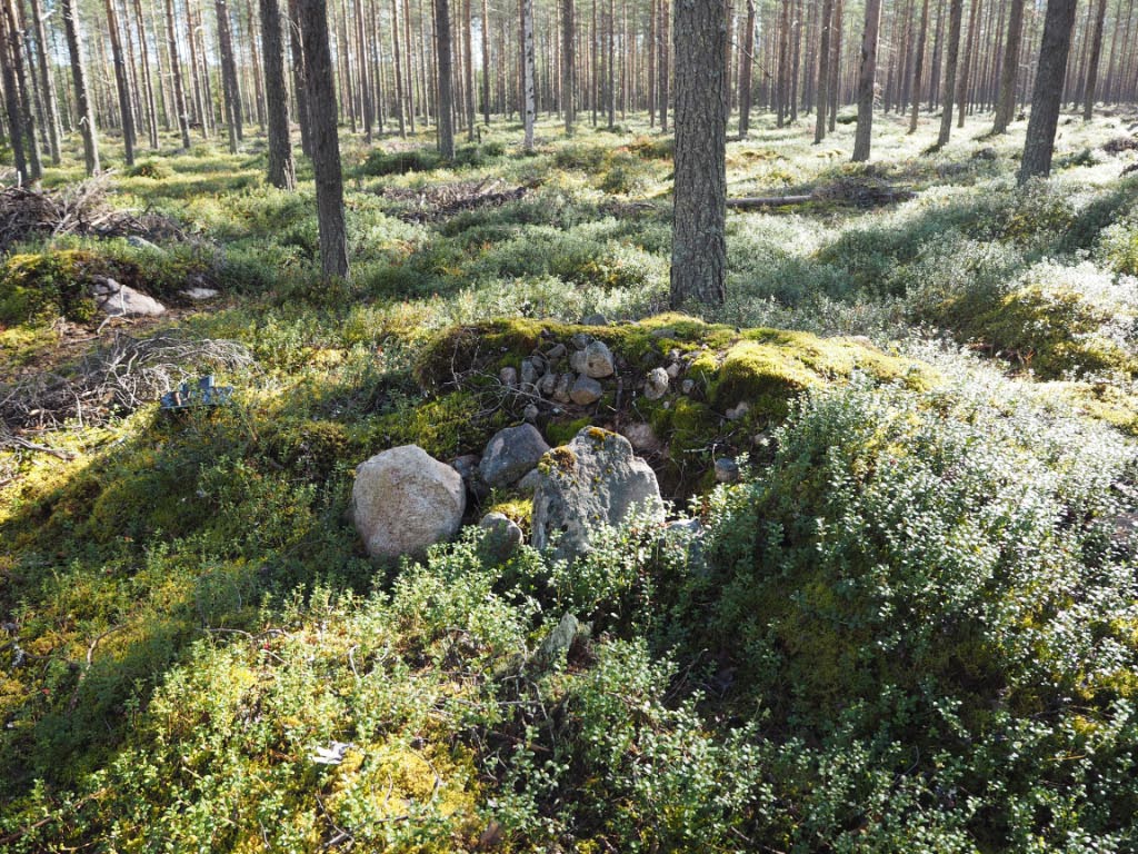 Kuva: Pello, Talo-Jaivaara. Osa viljelyröykkiöistä on hieman vaurioitunut koneellisessa metsän harvennuksessa. Teemu Mökkönen 24.8.2020