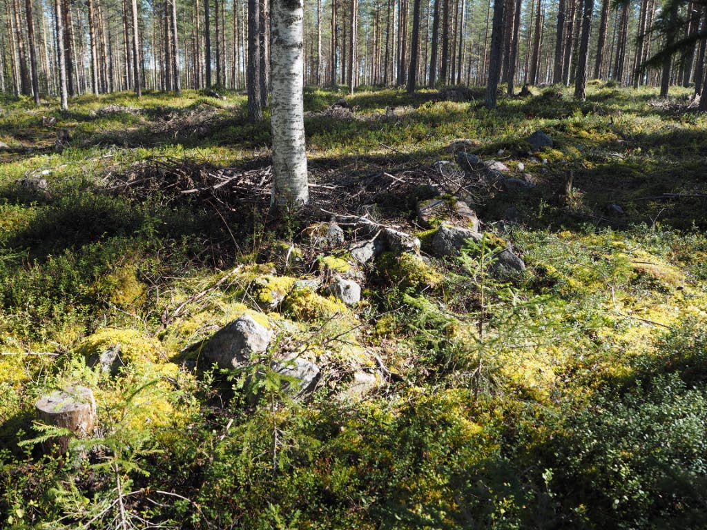 Kuva: Pello, Talo-Jaivaara. Viljelyröykkiöiden lisäksi alueella on lukuisia pitkulaisia kiviaitoja. Teemu Mökkönen 24.8.2020